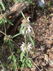 Monarda citriodora austromontana