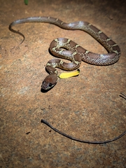 Lycodon anamallensis