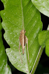 Hapithinae