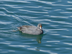 Fulica ardesiaca