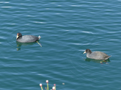 Fulica ardesiaca