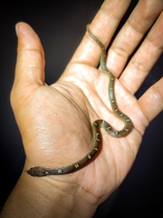 Lycodon anamallensis