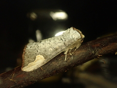 Phalera takasagoensis