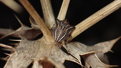 Ancyrosoma leucogrammes