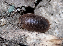 Porcellio dilatatus