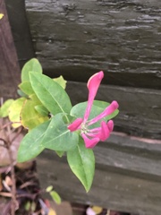 Lonicera periclymenum