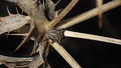 Ancyrosoma leucogrammes