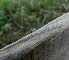 Euceraphis
