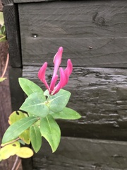 Lonicera periclymenum