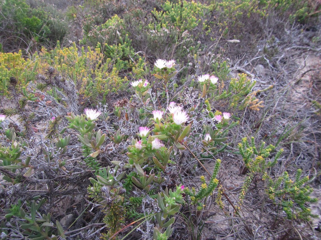 Delosperma patersoniae