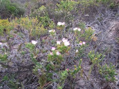 Delosperma patersoniae