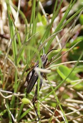 Gomphocerus sibiricus
