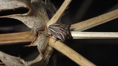 Ancyrosoma leucogrammes