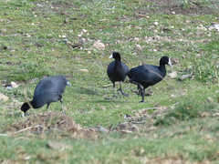 Fulica ardesiaca ardesiaca