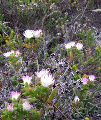 Delosperma patersoniae