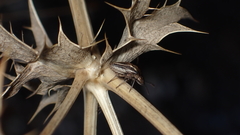 Ancyrosoma leucogrammes