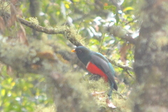Trogon mexicanus