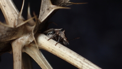 Ancyrosoma leucogrammes