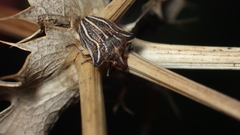 Ancyrosoma leucogrammes