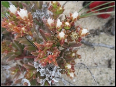 Delosperma patersoniae