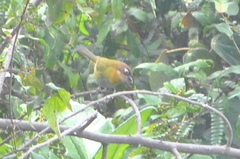 Chlorospingus flavopectus