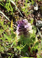 Ajuga pyramidalis