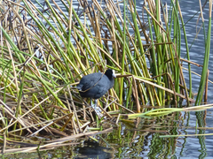 Fulica ardesiaca ardesiaca