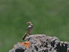 Cisticola