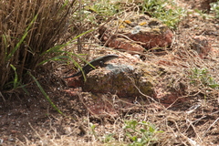 Podarcis carbonelli berlengensis