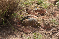 Podarcis carbonelli berlengensis