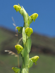 Habenaria laevigata