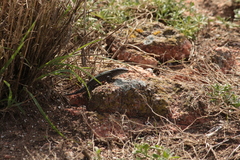 Podarcis carbonelli berlengensis