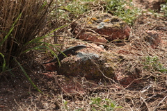 Podarcis carbonelli berlengensis