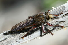 Promachus truquii