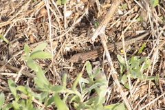 Podarcis carbonelli berlengensis