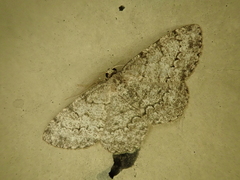 Hypomecis akiba