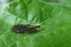 Polycentropus