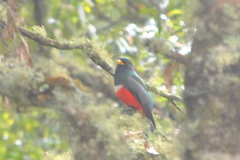 Trogon mexicanus