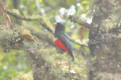 Trogon mexicanus