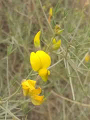Crotalaria lebeckioides