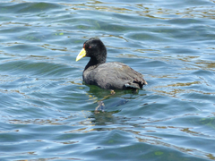 Fulica ardesiaca