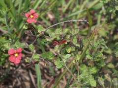 Jamesbrittenia breviflora