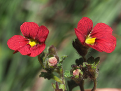 Jamesbrittenia breviflora