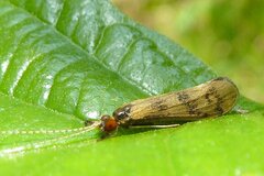 Mystacides longicornis