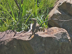 Geocolaptes olivaceus