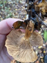 Omphalotus olearius