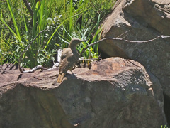 Geocolaptes olivaceus