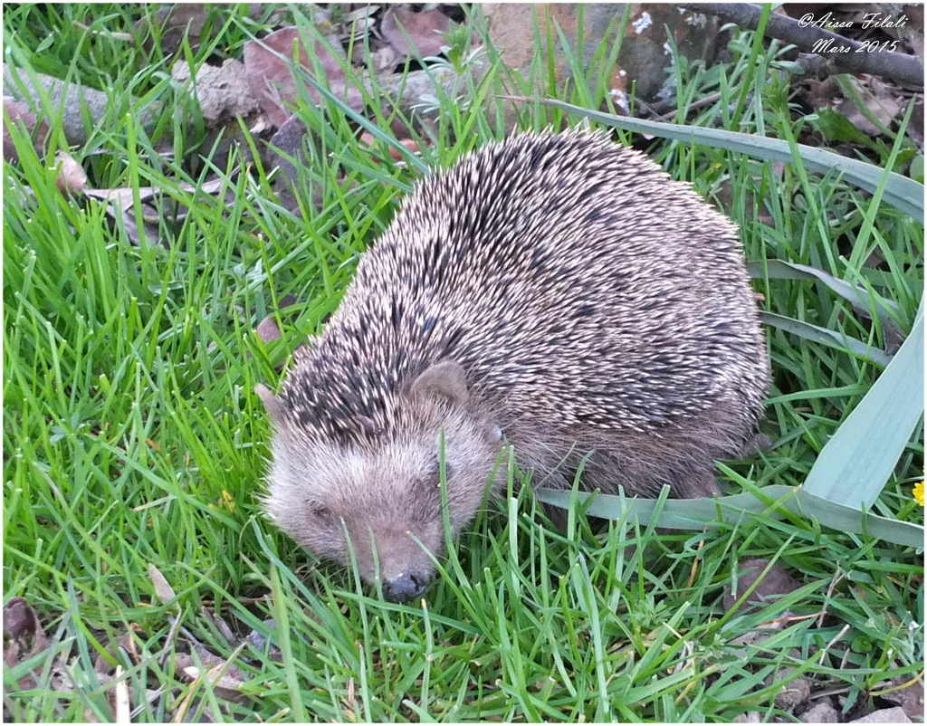North African Hedgehog