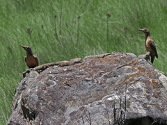 Geocolaptes olivaceus