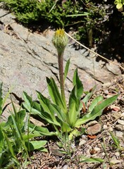 Hypochaeris uniflora